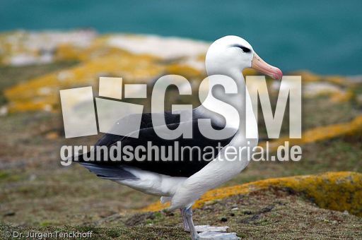 Schwarzbrauenalbatros (44 von 52).jpg